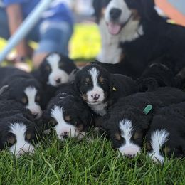 Bernese Mountain Dog Puppies from Mountain Home Berners