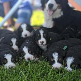 Bernese Mountain Dog Puppies from Mountain Home Berners
