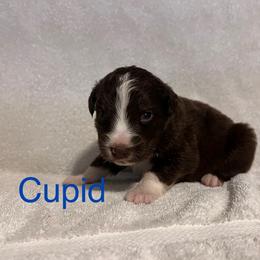 Cupid - Red tri-color male Australian Shepherd puppy in Rose Hill, North Carolina from Motega Australian Shepherds