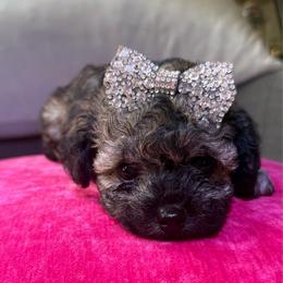 Celine - Phantom female Poodle puppy in Taylorsville, North Carolina from SilverLining highlands and hounds