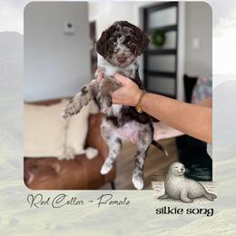 Silkie Song - Merle female Goldendoodle puppy in Garland, Texas from Twilight Doodles