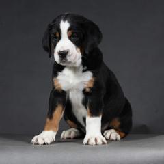 Greater Swiss Mountain Dog and Nederlandse Kooikerhondje Puppies from Ambermoon Kooikerhondje Blackamber Greater Swiss Mountain Dogs