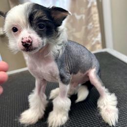 Hairy hairless boy - Black white and tan male Chinese Crested puppy in Rockvale, Tennessee from Cosmic Chinese Cresteds & Wind-Echo Poodles