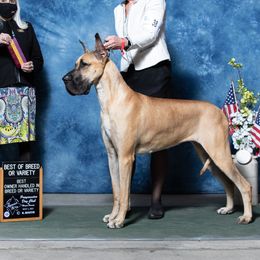 Great Danes from RyVa Danes
