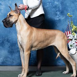 Great Danes from RyVa Danes