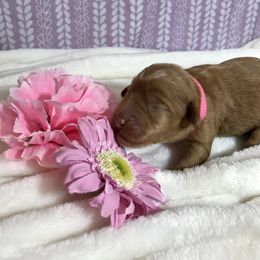 Australian Labradoodle Puppies from Chickadee Labradoodles