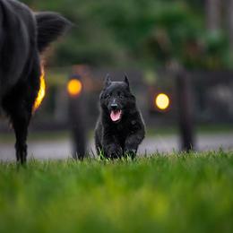 Belgian Sheepdog Puppies from Sans Soleil