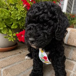 Indigo - Black male Goldendoodle puppy in Camden, North Carolina from Oopsie Doodles of NC