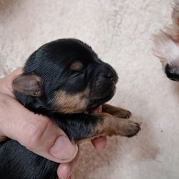 Pup 4 - Black and tan male Yorkshire Terrier puppy in Albany, Minnesota from Sandy's Yorkshire Terriers