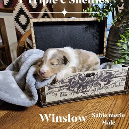 Winslow - Sable merle and white male Shetland Sheepdog puppy in Gladbrook, Iowa from T Triple C Shelties