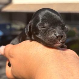Huckleberry - Black male Cavapoo puppy in El Sobrante, California from Mckendra's Legacy