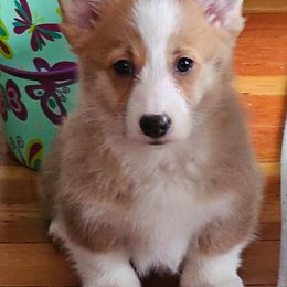 Marie - Red Pembroke Welsh Corgi puppy in Kiowa, Colorado from Cool Water Corgis LLC