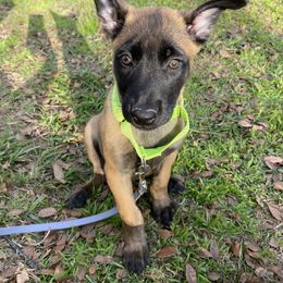 Chive (Lt. Green) - Red sable female Belgian Malinois puppy in Woodway, Texas from New Beginning Belgians