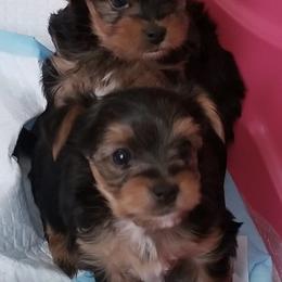 Yorkshire Terriers from Kizzie's Yorkies