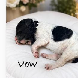 Vow - Parti male Poodle puppy in Greenwich, New York from MizzElle’s Standard Poodles