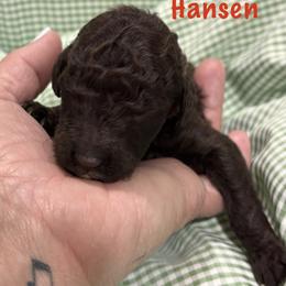 Hansen - Brown male Poodle puppy in Carrollton, Georgia from Dande Poodles, LLC
