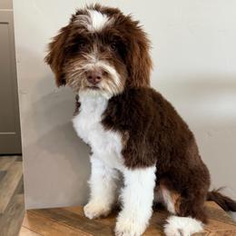 Mae - Tri-color female Bernedoodle puppy in Horseshoe Bend, Idaho from Over the Moon Poodles and Doodles