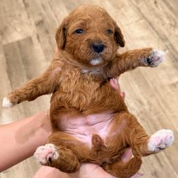 Yellow - Red  female Goldendoodle puppy in Mesa, Arizona from Tails and Trails Doodles