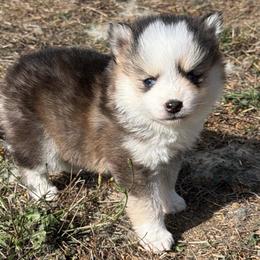 Daisy - Tri-color female Pomsky puppy in Mc Minnville, Oregon from West Coast Pomskies