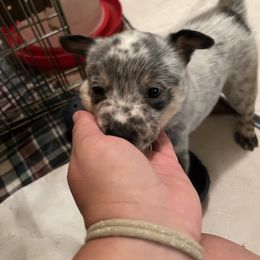 Boy 5 - Australian Cattle Dog puppy in Maryland from Hernwood Heelers & Poodles