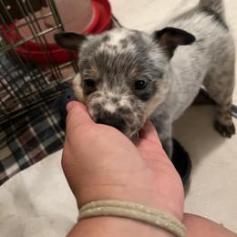 Boy 5 - Australian Cattle Dog puppy in Maryland from Hernwood Heelers & Poodles