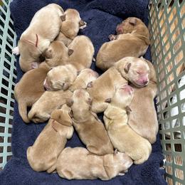 River (blue) - Golden male Golden Retriever puppy in Franklin, West Virginia from Wildmour K9