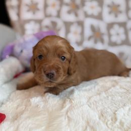 Hangman - Red male Dachshund puppy in Morristown, Tennessee from Hillside Hounds