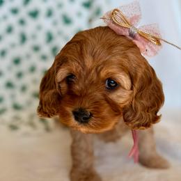Lady - Buff and white female Cockapoo puppy in Preston, Idaho from Shaffer Top Notch Puppies
