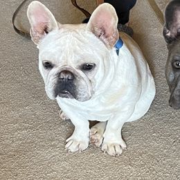 Tank - French Bulldog