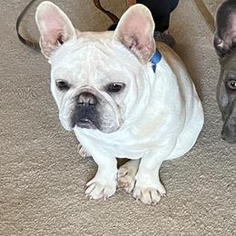 Tank - French Bulldog