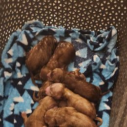 Girl 3 - Red  female Goldendoodle puppy in Howell, Michigan from Robbin's Treasures