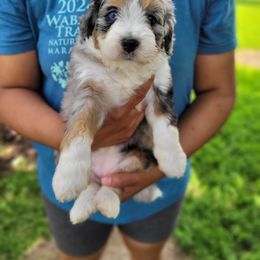 Peony - Blue merle female Bernedoodle puppy in Clarinda, Iowa from Root and Branch Bernedoodles
