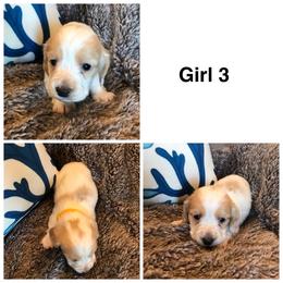 AKC girl 3 - Piebald female Dachshund puppy in Bolivar Peninsula, Texas from A and G Dachsunds