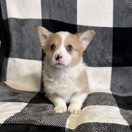 American Corgi Puppies from Piney Woods Corgis
