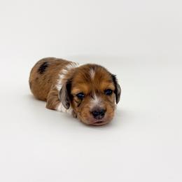 Oak - Dapple male Dachshund puppy in Waddell, Arizona from Neu Doxies