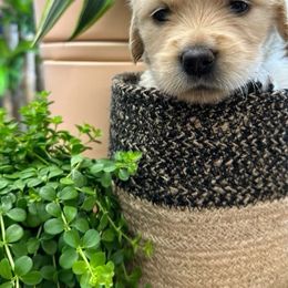 Golden Retriever Puppies from Ruff Life Goldens