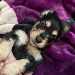 Matilda - Black and cream female Dachshund puppy in Nampa, Idaho from 208 Wiener Wiggle Butts LLC