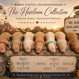 Beckett - Apricot male Goldendoodle puppy in Macclenny, Florida from Baker County Goldendoodles