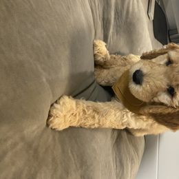 Goldendoodle Puppies from Jeanbeans Doodles