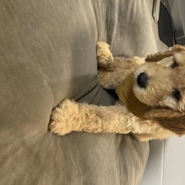 Goldendoodle Puppies from Jeanbeans Doodles