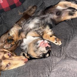 Dachshund Puppies from Renee's Dachshund's