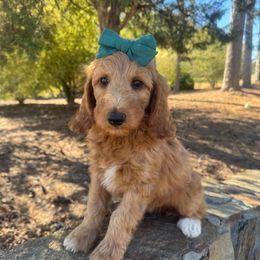 Whiskey - Red  female Goldendoodle puppy in Charlotte, North Carolina from Hopeful Heart Doodles