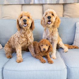Goldendoodle Puppies from Goldendoodlezfl