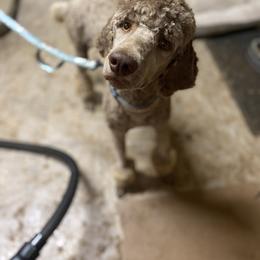 Chester - Poodle