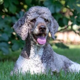 Winston - Poodle