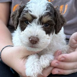 Patience - Brown and white male Bernedoodle puppy in Hays, Kansas from Pine Street doodles