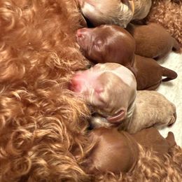Goldendoodle puppies from CorduroyDoodles