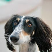 Lotus - Saluki