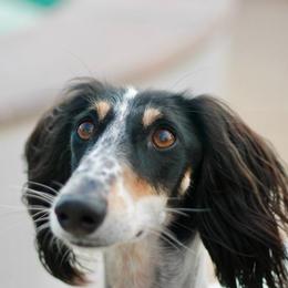 Lotus - Saluki