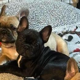 Seven - Brindle and white male French Bulldog puppy in Neenah, Wisconsin from Mimosa Acres French Bulldogs LLC